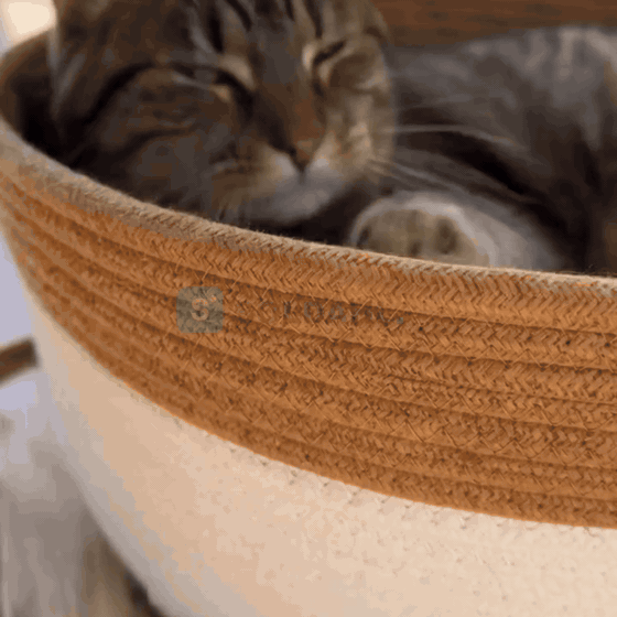Katten har et klorebrett i gangen, og likevel er det sofaen som får gjennomgå.
