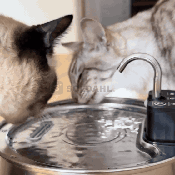 Ser du nesten aldri katten din drikke?