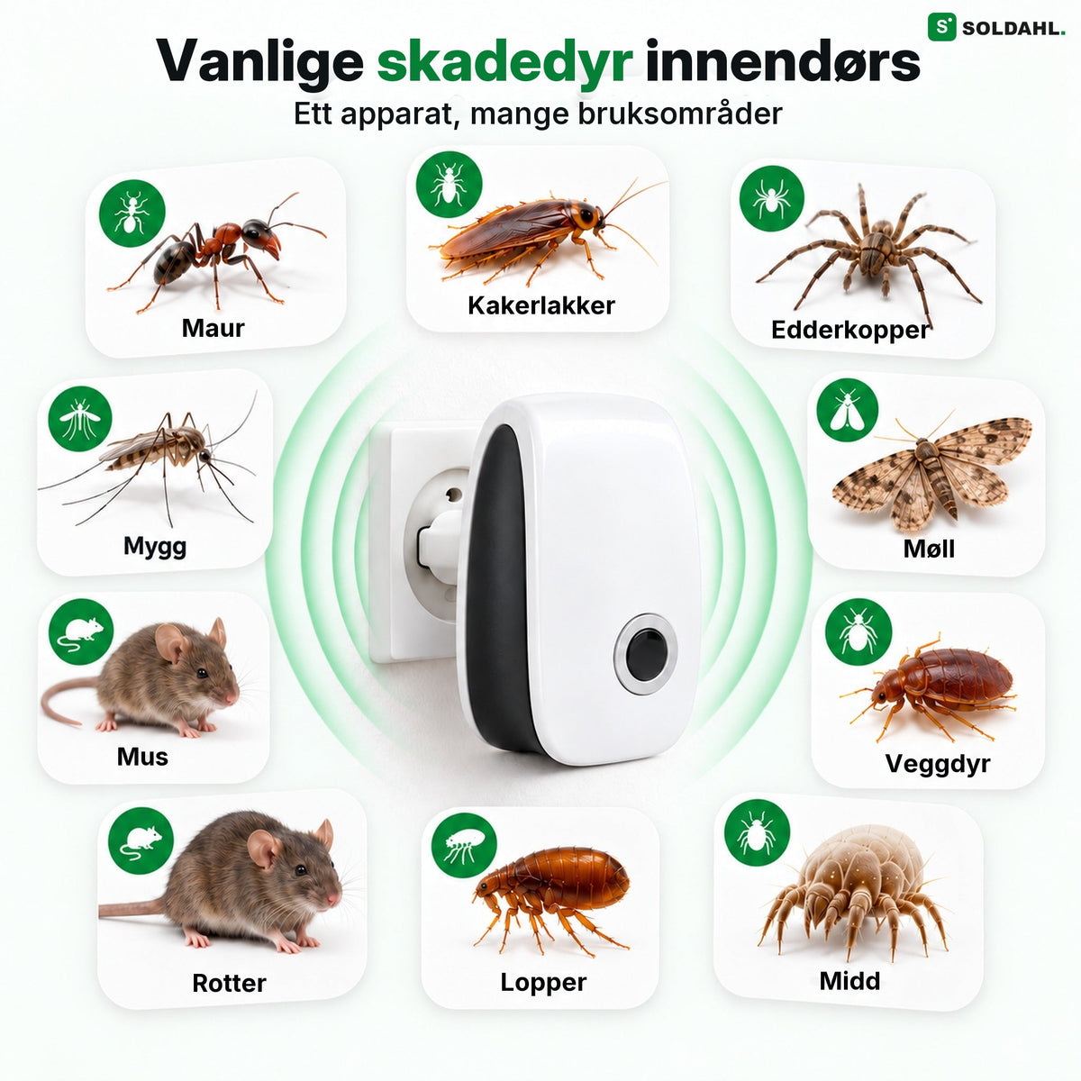 Vanlige skadedyr innendørs: maur, mus, veggdyr, edderkopper og flere