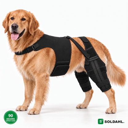 Golden retriever med Lunkro dobbel knebeskytter og sele, sett fra siden