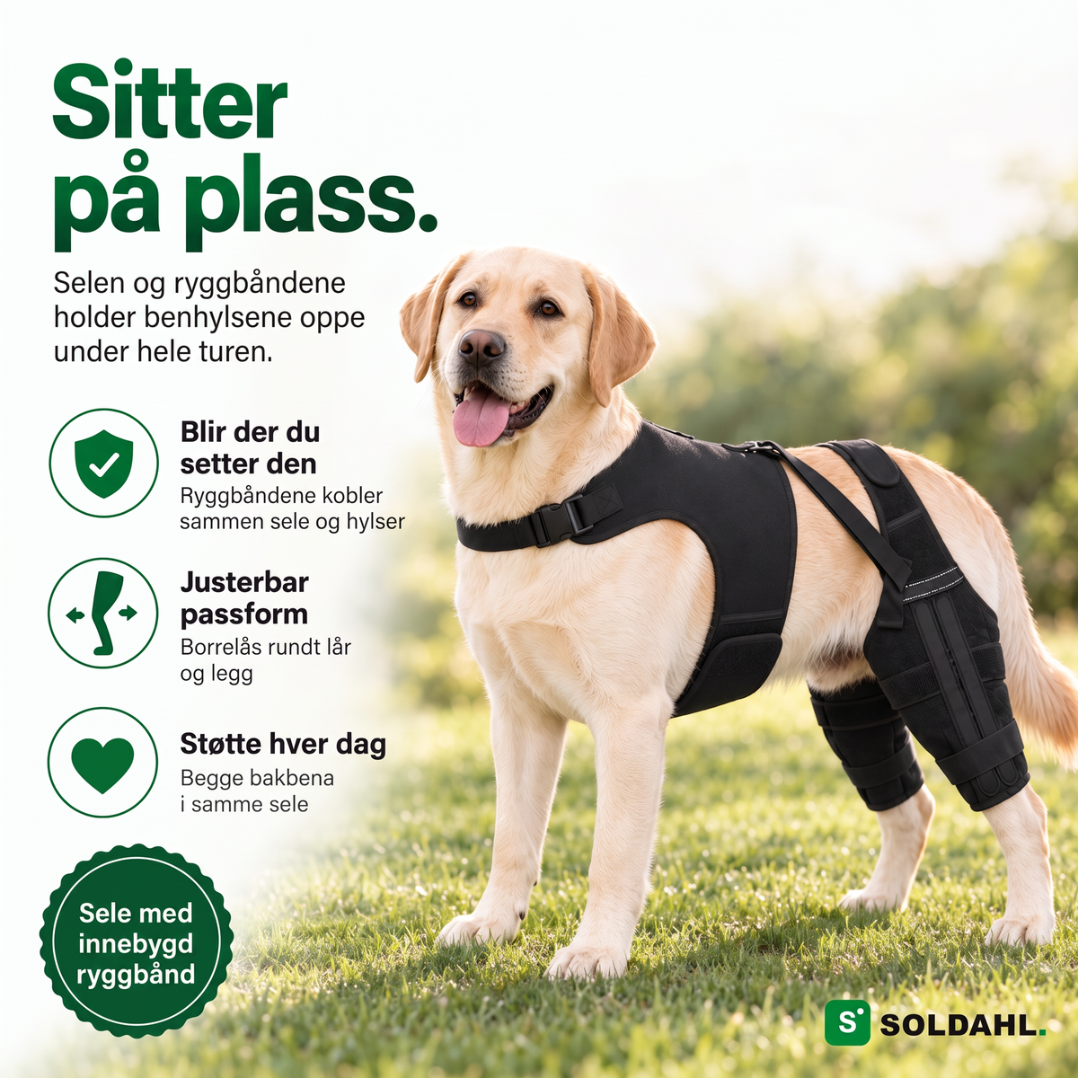Labrador med Lunkro, selen og ryggbåndene holder beinhylsene oppe