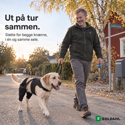 Mann går tur med labrador som har på seg Lunkro knebeskytter på en villavei