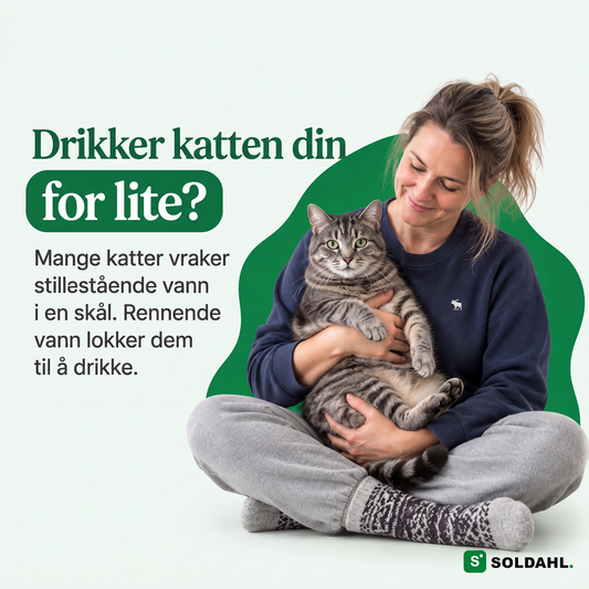 Kvinne holder katten sin, mange katter vraker stillestående vann