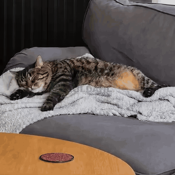 Katten gjemmer seg når det ringer på døra, freser mot den nye katten eller vandrer rundt om nettene.